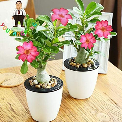 Qualtivate LXI-111 Desert Rose Mixed Colours Seed(30 per packet)