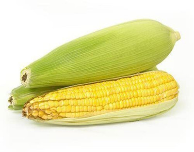 WILLVINE MAH -IV Premium Non-Treaded Maize/Corn-[500g] Seed(2000 per packet)