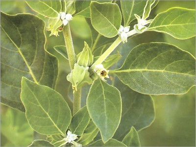 XOLDA Organic ashwagandha herb Seed(34 per packet)