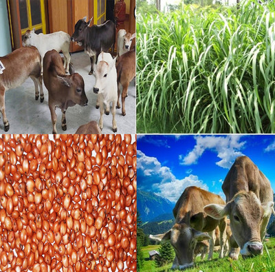 JOY SHREE SUPER NAPIER GRASS SEED, Cow Cattle goats sheep buffalo, 1TIME SOWN, GET3TIME. Seed(1099 per packet)