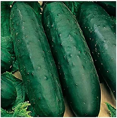 VibeX LXI-73 - Marketmore 76 Cucumber - (1350 Seeds) Seed(1350 per packet)