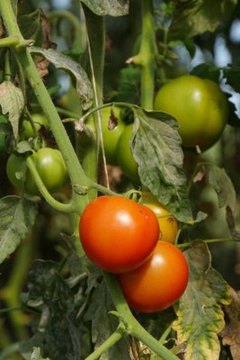 Rumman tomato Seed(110 per packet)