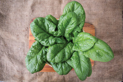 CYBEXIS VXI-87 - Persius Spinach - (2250 Seeds) Seed(2250 per packet)