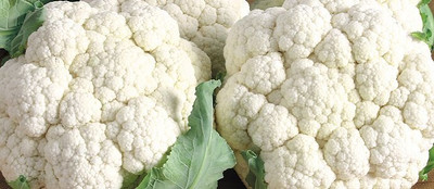 KNESSiN VIX-29 Dominant Cauliflower Seed(500 per packet)