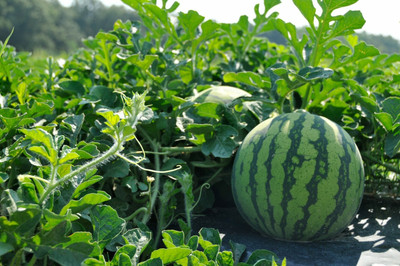 Cloud Farm Water Melon Seed(55 per packet)