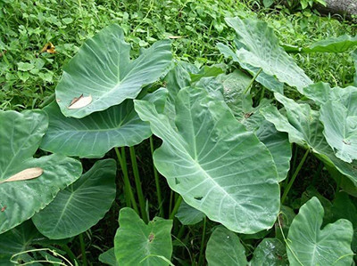 Kapebonavista Colocasia esculenta Tropical Plant Seed(1 per packet)