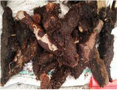 VIVETHAN Oak Leaf Basket Fern 500gm | attukal kilangu Seed(500 g)