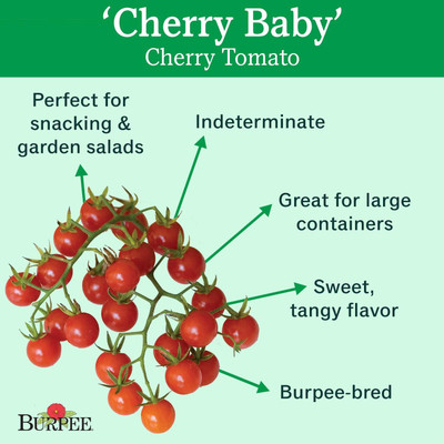 Qualtivate HUA-2A Hybrid |Red Cherry Tomato Seed(300 per packet)