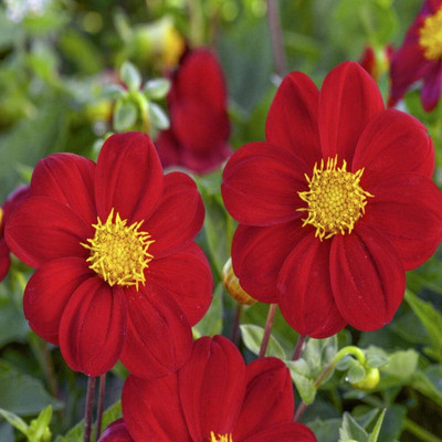 Qualtivate NDIR-320 Dahlia Mignon Red Seeds Seed(50 per packet)