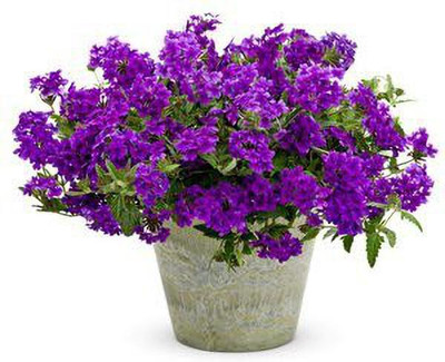 ACCELCROP Verbena Mix Seed(45 per packet)