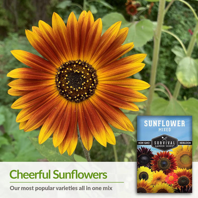 Qualtivate RES-1A Mix of Popular Sunflower Seeds Seed(200 per packet)