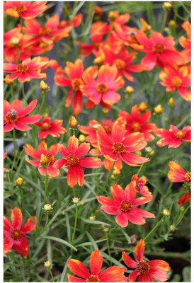 XOLDA Exotic coreopsis Seed(30 per packet)