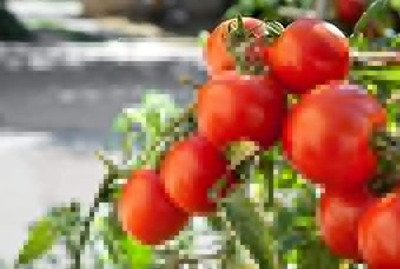 KANAYA Tomato Hybrid Seed(700 per packet)