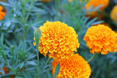 SSG marigold/gende ka phool flower seeds Seed(75 per packet)
