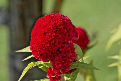 UGRA Celosia Cristata Cockscomb Seed(5 per packet)