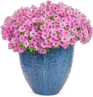 Quentova Bubblegum Petunia hybrid-DLX-2H Seed(50 per packet)