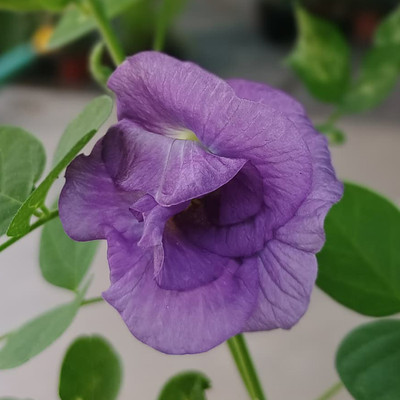 SeeGreen Pink & Purple Aparajita Double Petal Seeds,Butterfly Pea,Clitoria Ternatea Seed(20 per packet)