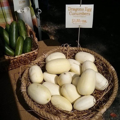 VibeX ® VXI-461 Dragon Eggs White Cucumber Seeds Seed(200 per packet)