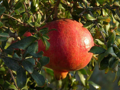 CYBEXIS XL-29 - Kazake Hardy Pomegranate Tree - (270 Seeds) Seed(270 per packet)