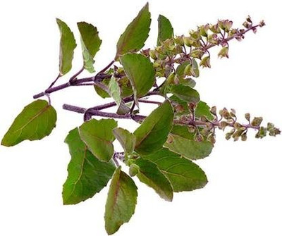 everlite Tulsi Seed(10 per packet)