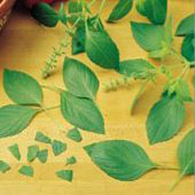 VibeX ® XXL-38 Lemon Basil Herb Seeds Seed(1000 per packet)