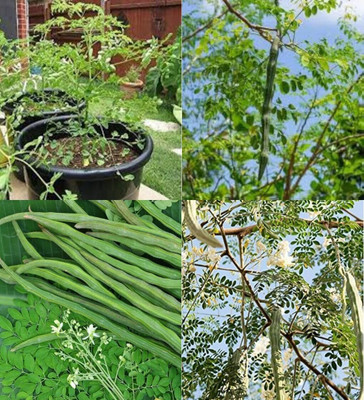 ibains Sajna full hybrid seeds biij 21 Seed(21 per packet)
