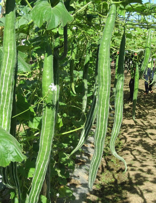Qualtivate ICRA-8A Snake Gourd Green Seeds Seed(25 per packet)