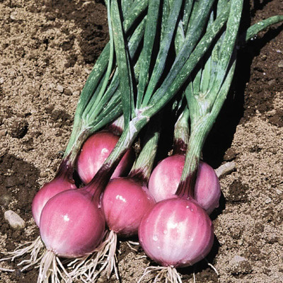 WILLVINE Spring Onion Purplette Bunching Onion -[1000 Seeds] Seed(1000 per packet)