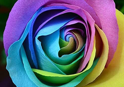 Qualtivate XLR-605 Rose Seeds for Planting Seed(50 per packet)