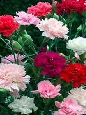CYBEXIS Seed - Flower - Dianthus - Carnation - Chabaud Mixed Seed(1 g)