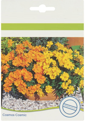 VibeX LX-13 - Cosmos Cosmic Flower - (30 Seeds) Seed(30 per packet)