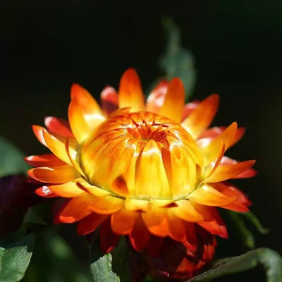 MAA Helichrysum Seed(125 per packet)