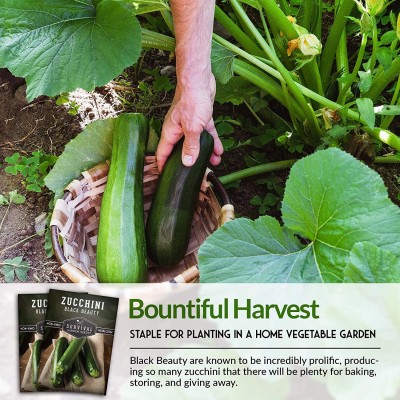 CYBEXIS PUAS-43 - Black Beauty Zucchini - (75 Seeds) Seed(75 per packet)