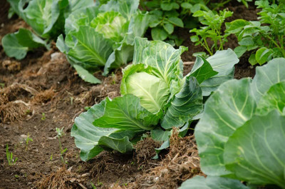 WILLVINE AMR -VII Copenhagen Market Cabbage Seeds [25g] Seed(7500 per packet)