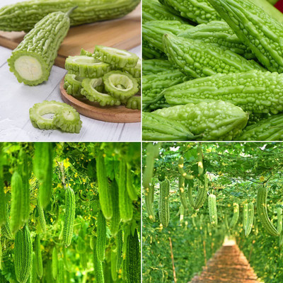 CYBEXIS NDIR-34 - Bitter Melon Gourd -Balsam Pear - (100 Seeds) Seed(100 per packet)