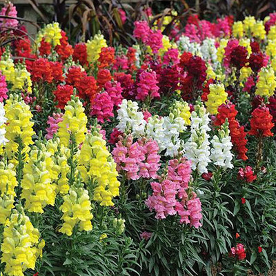 ACCELCROP Antirrhinum Majus Tetra Mix Flower Seed(13 per packet)