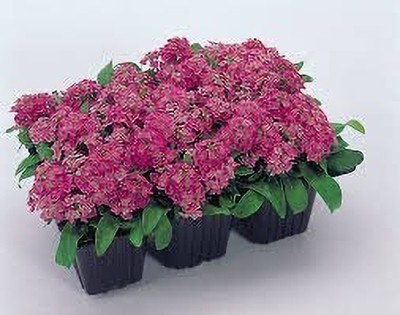 Epazo Allysum Snow White, Allysum Seed(33 per packet)