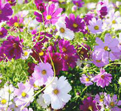 Epazo Double Click Cranberries' Seeds. Cosmos Cranberries Seed(13 per packet)