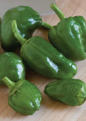 KNESSiN Chilli Pepper Padron Seed(1250 per packet)