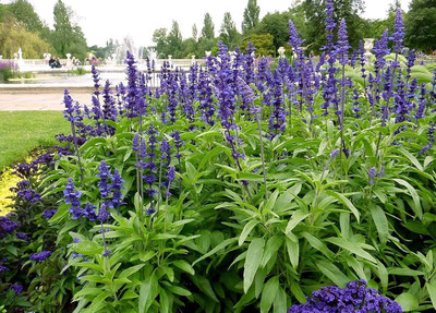 CYBEXIS KGF -71 - Native Texas Sage Mealy Blue - (450 Seeds) Seed(450 per packet)