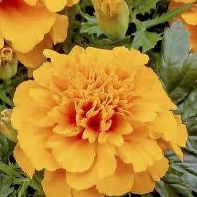 greenfarm XCVI-151 Marigold Seeds Orange Beauty Imported Seeds (130 X Seeds ) u39 Seed(130 per packet)