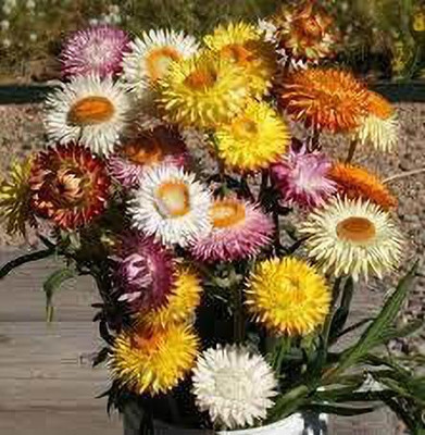 KANAYA Helichrysum/Paper Flower Seeds F1 hybrid flower Seed(13 per packet)