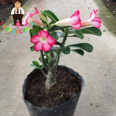 Qualtivate VVI-110 Adenium Obesum Bulbs-Strong Seed(30 per packet)