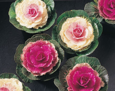 Aywal Ornamental Cabbage / kale Mix Heirloom Flower Seed(110 per packet)