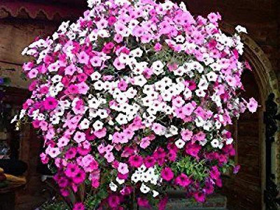 MAA Phlox Beauty Seed(45 per packet)