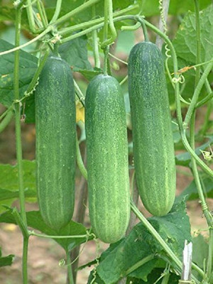 TRICONE Hybrid crisp cucumber organic khira vegetable 60 beej ccs323 Seed(60 per packet)