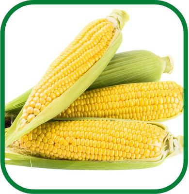 Qualtivate GBPT-7A SWEET CORN |Easy To Grow Seed(400 per packet)