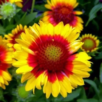 MAA Gaillardia, Mesa Yellow Seed(87 per packet)