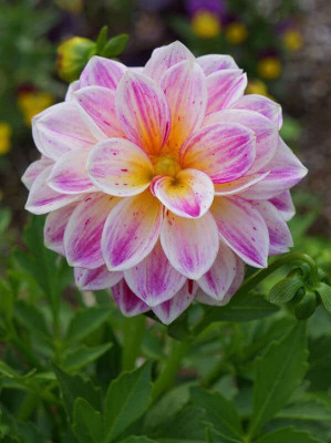 Lorvox Dahlia Double Figaro Mix Seed(60 per packet)