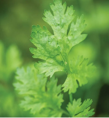 ZIXA Cilantro Calypso/Coriander Seed(50 per packet)